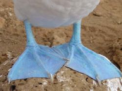 blu footed seagul @ galapagos by Guja Tione 